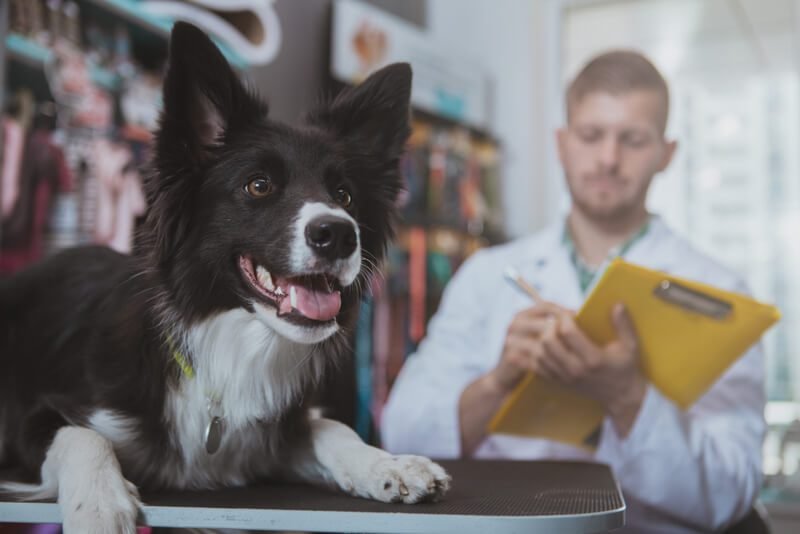 Por que o e-mail marketing para veterinários é importante