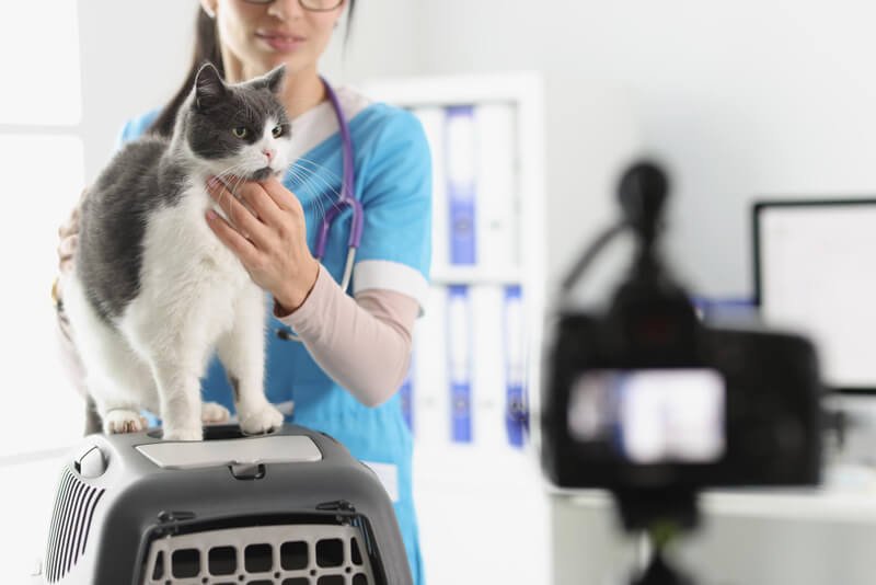 Quais as vantagens de ter um Instagram para veterinários