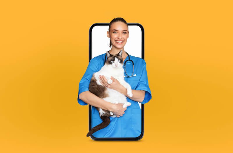 11 estratégias de TikTok para veterinários que funcionam de verdade