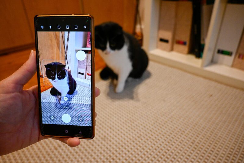 Por que investir em Tiktok para veterinários faz sentido