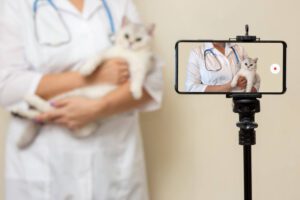 Tiktok para veterinários 11 dicas para se destacar na rede