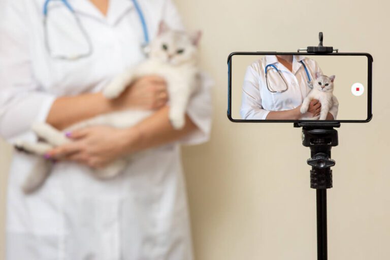 Tiktok para veterinários 11 dicas para se destacar na rede